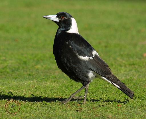 Australian Magpie 9P018D-039.JPG